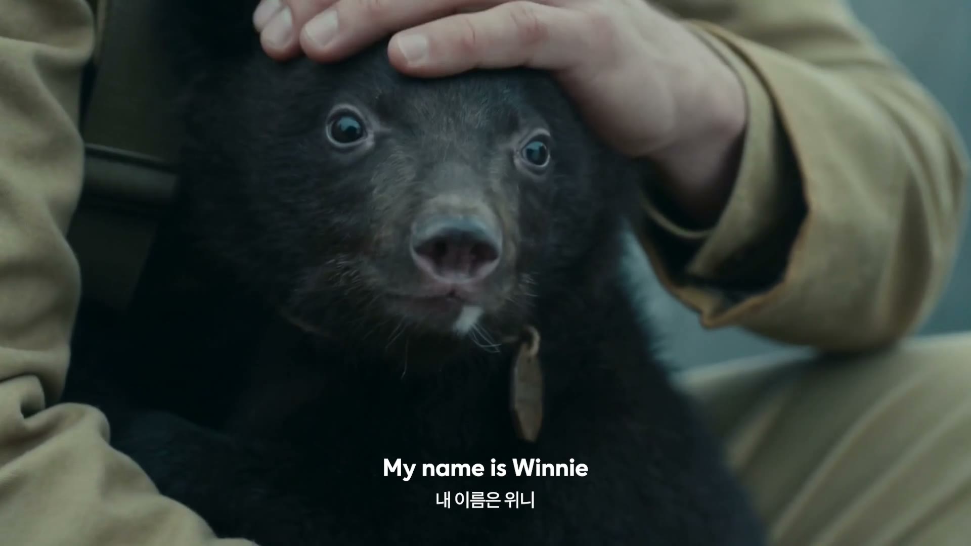 팀홀튼 Winnipeg Campaign